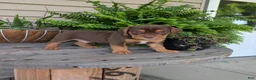 Beabull dogs for sale: Winston  - Ad 11
