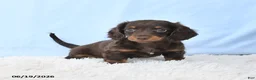 Miniature Dachshund dogs for sale: Ida - Ad 5