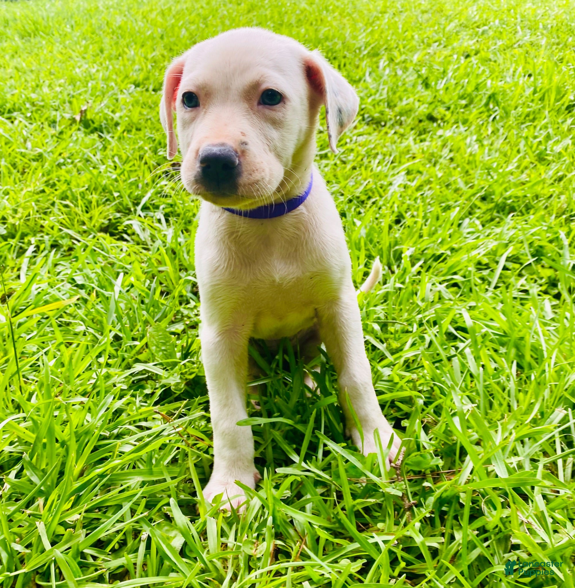 American Pit Bull Terrier dogs American Pit Bull Terrier 2 - Ad 6
