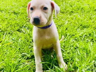 American Pit Bull Terrier dogs American Pit Bull Terrier 2 - Ad 6