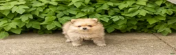 Pomeranian dogs for sale: Chip  - Ad 4
