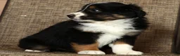 Miniature Australian Shepherd dogs for sale: Flash - Ad 9