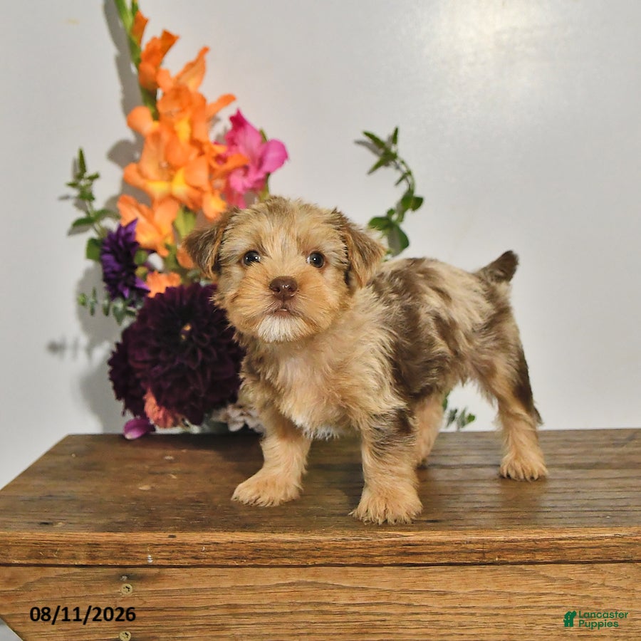 Yorkshire Terrier dogs Tilly - Ad 2
