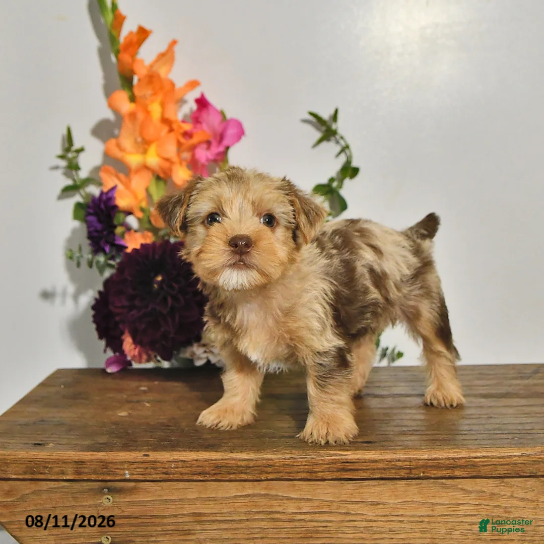 Yorkshire Terrier dogs for sale: Tilly - Ad 2