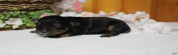 Yorkiepoo dogs for sale: Darling  - Ad 7