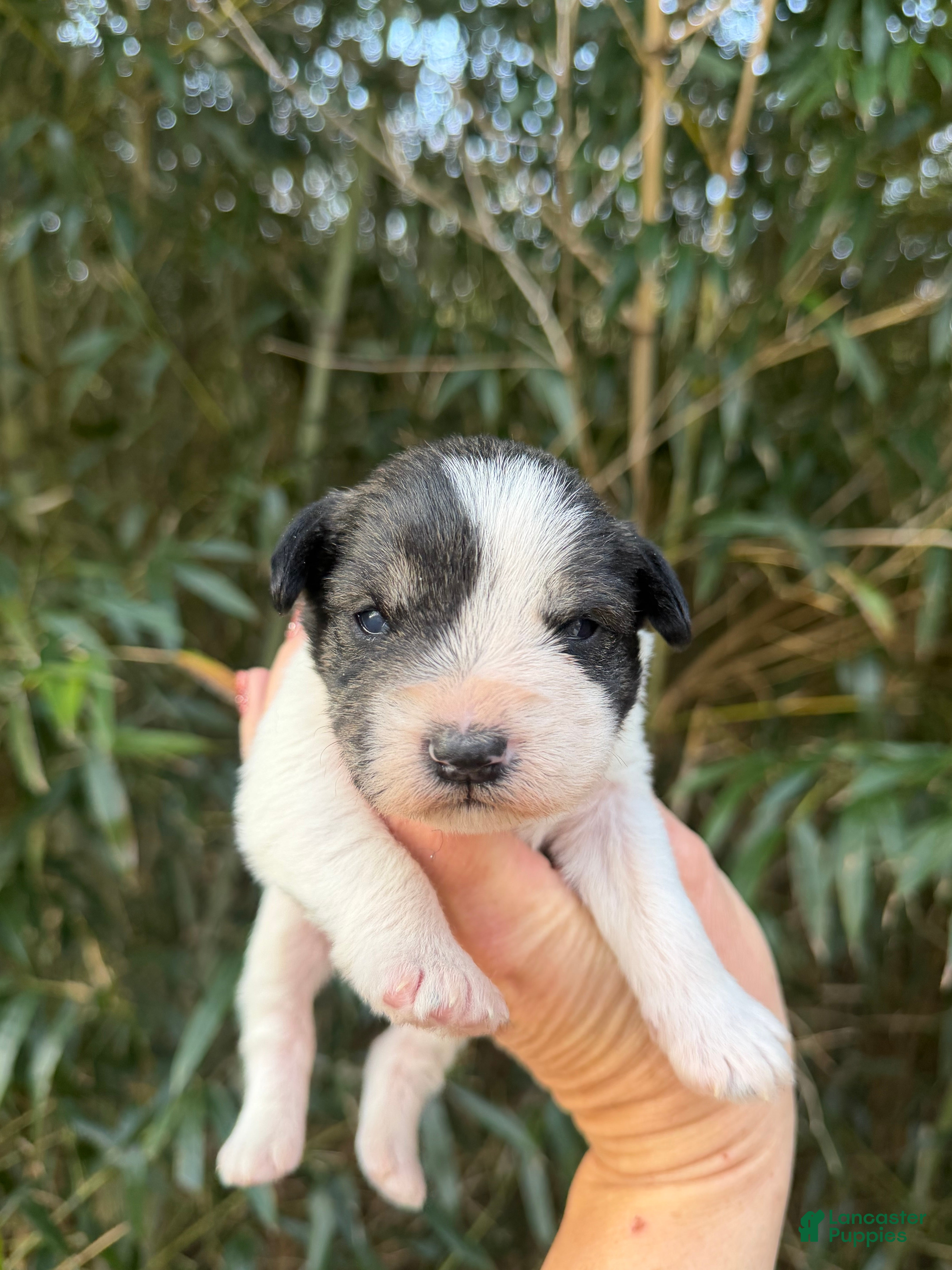 Miniature Schnauzer dogs Miniature Schnauzer Puppy 1 - Ad 22