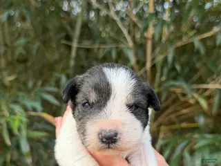 Miniature Schnauzer dogs Miniature Schnauzer Puppy 1 - Ad 10