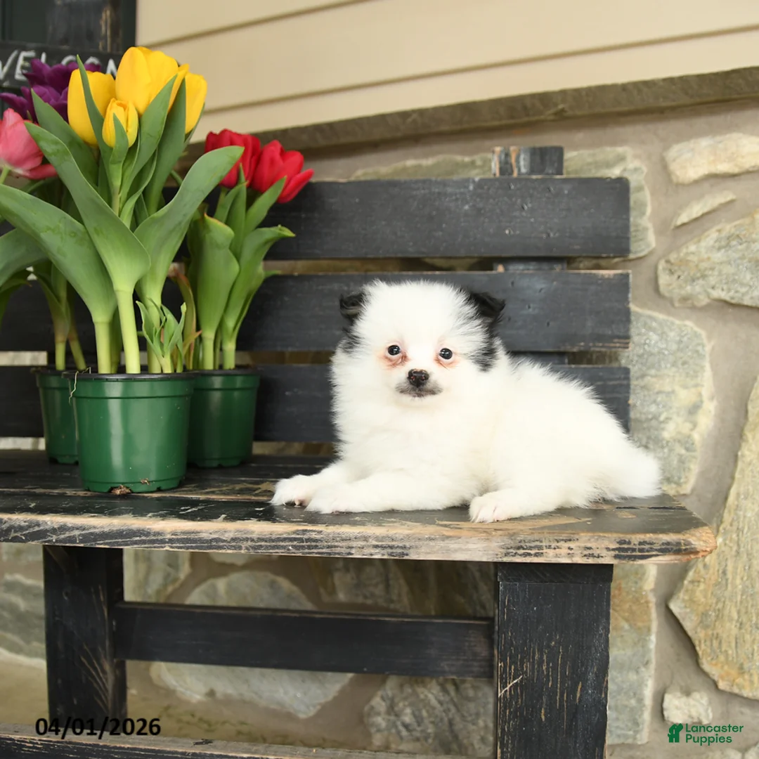 Pomeranian dogs for sale: Meg - Ad 2