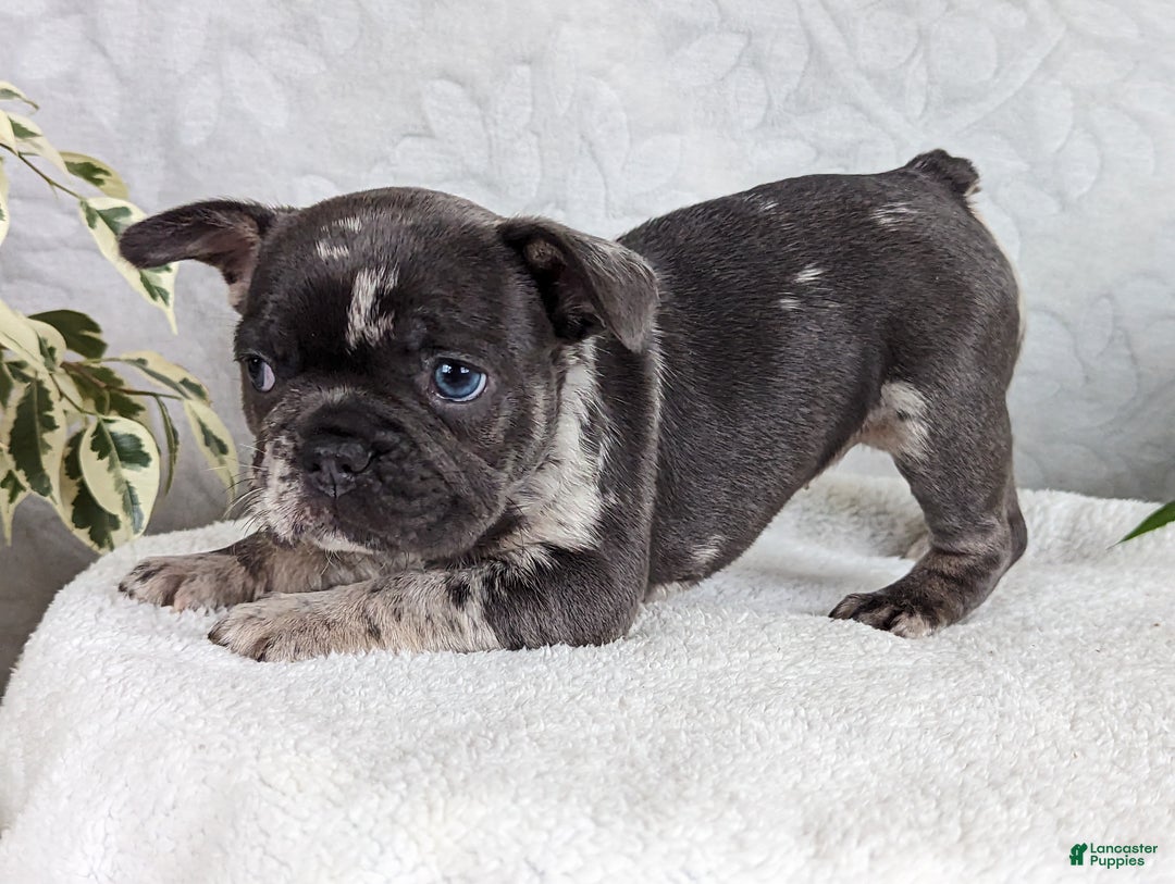 French Bulldog dogs for sale: Star - Ad 1
