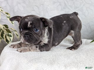 French Bulldog dogs Star - Ad 5