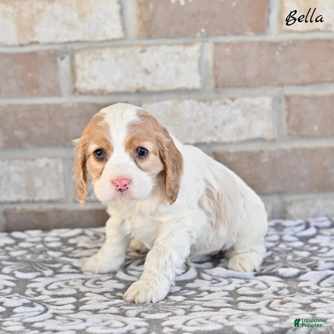 Cocker Spaniel dogs for sale: Bella - Ad 5