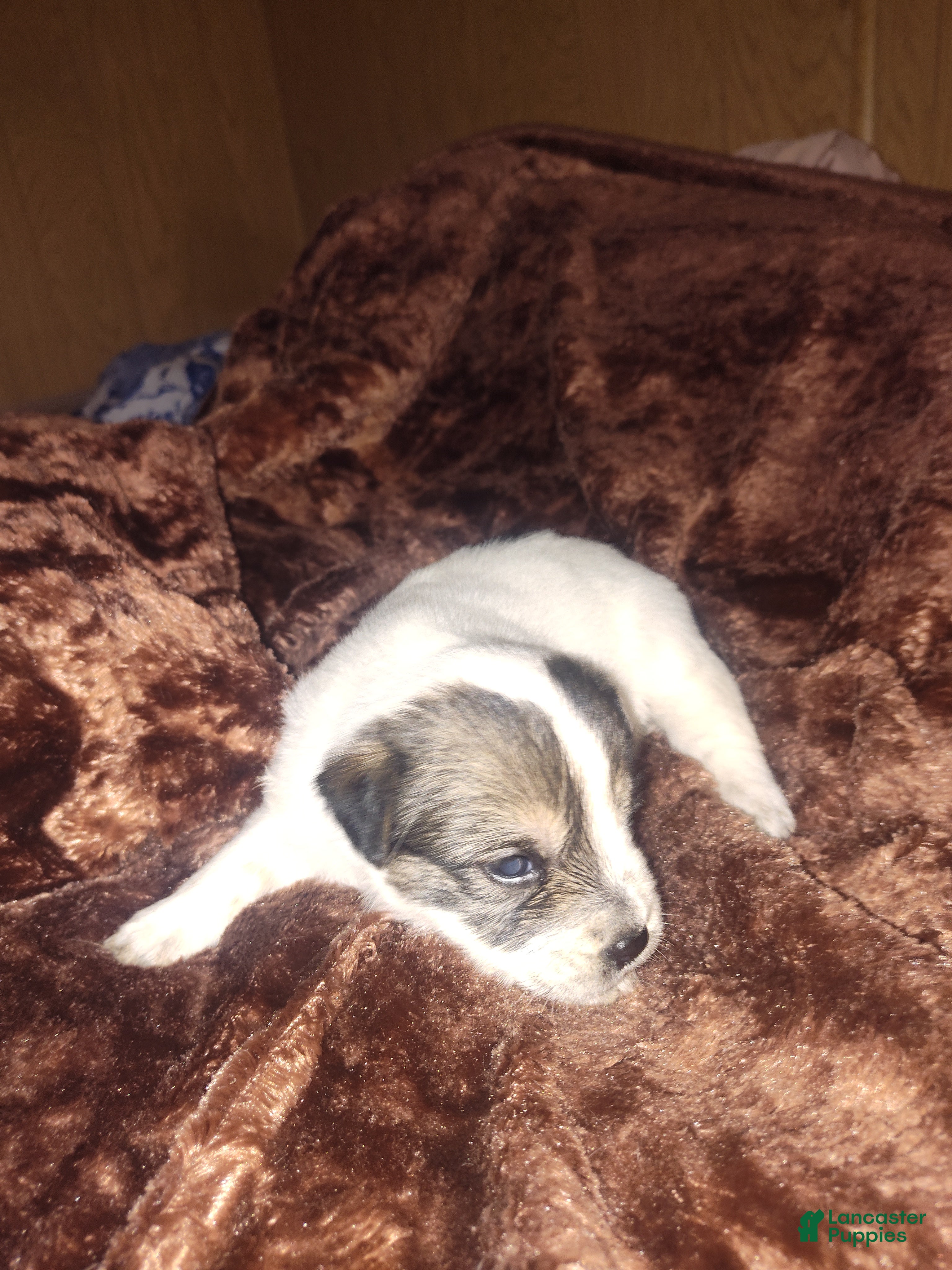 Sheepadoodle dogs Sheepadoodle Puppy 3 - Ad 2