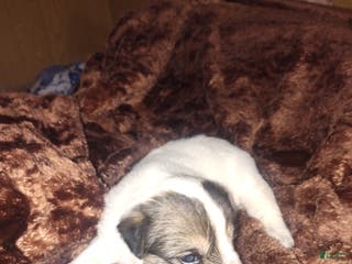 Sheepadoodle dogs Sheepadoodle Puppy 3 - Ad 4