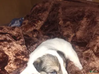 Sheepadoodle dogs Sheepadoodle Puppy 3 - Ad 3