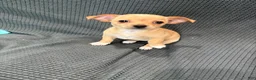Chihuahua dogs for sale: Daisy  - Ad 3