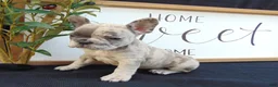 French Bulldog dogs for sale: Megan - Ad 7