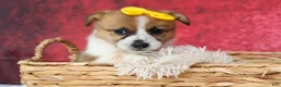 Welsh Corgi Pembroke dogs for sale: Ariel 💕 - Ad 17