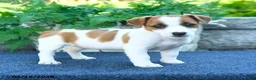 Jack Russell Terrier dogs for sale: Jasmine - Ad 2