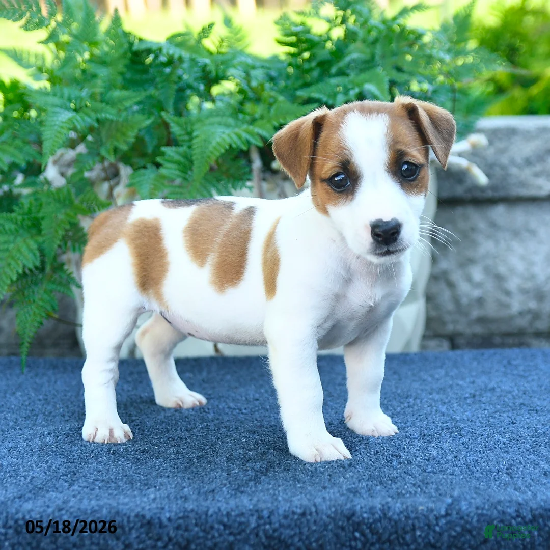 Jack Russell Terrier dogs for sale: Jasmine - Ad 2