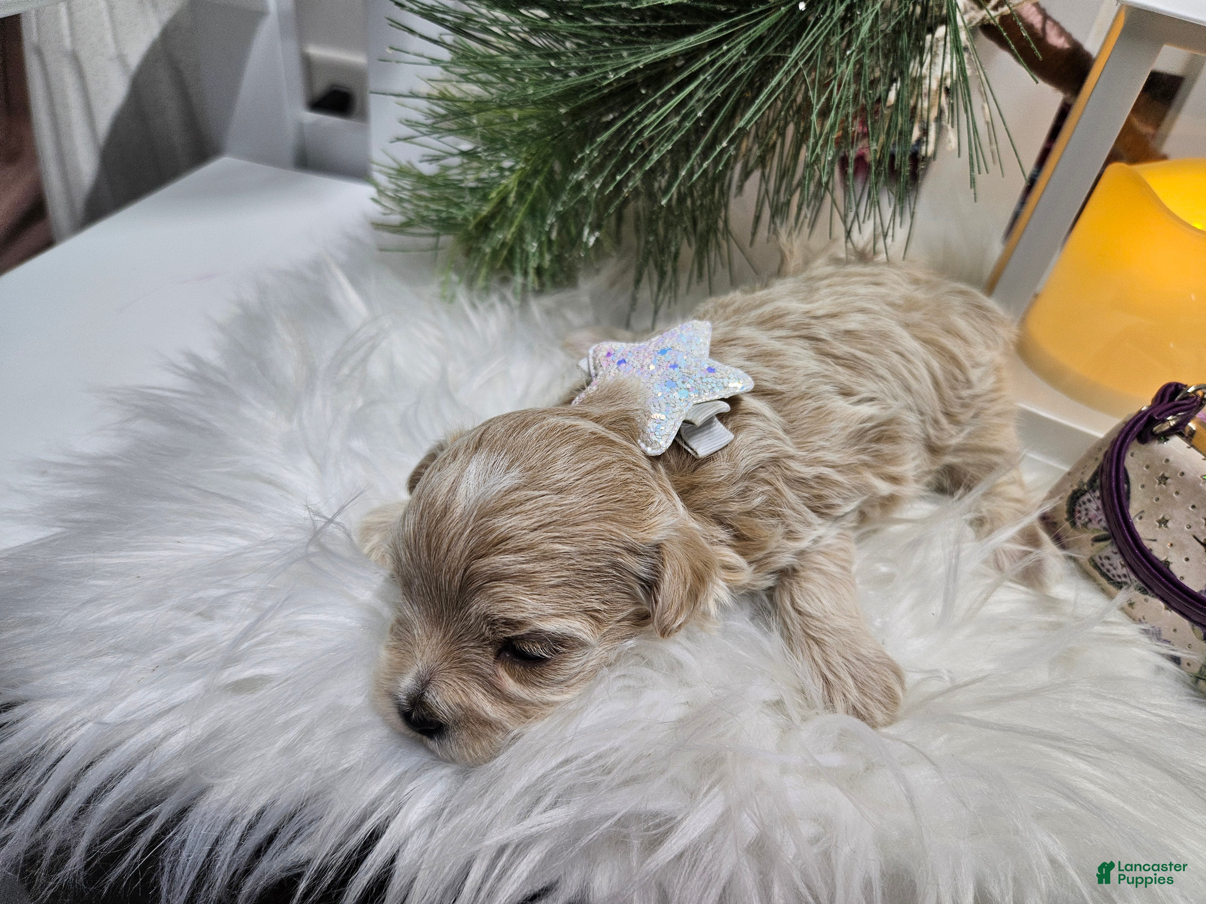Maltipoo dogs Maltipoo Sylvian - Ad 31