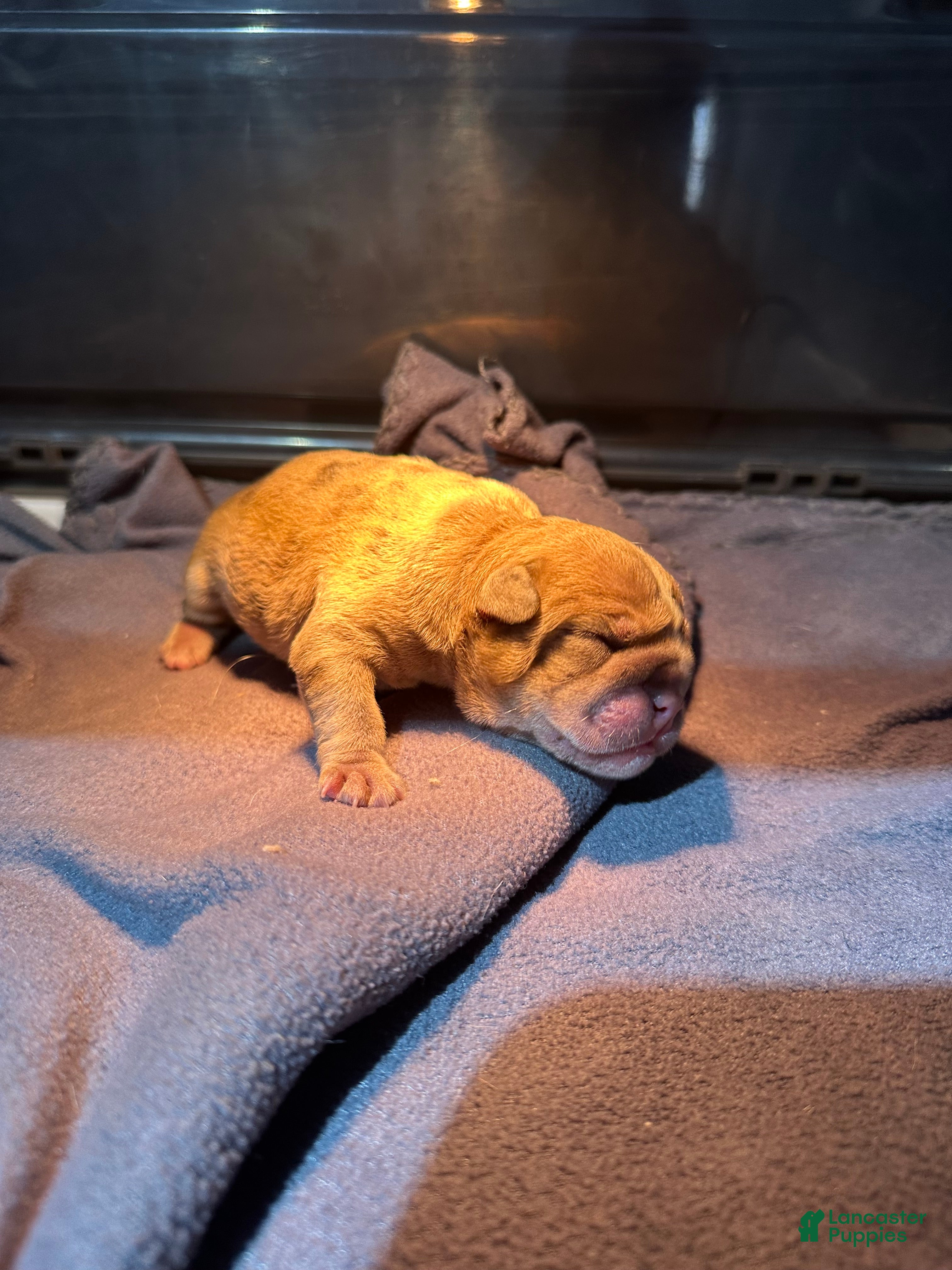 English Bulldog dogs Blue Fawn Merle Boy  - Ad 31