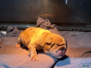 English Bulldog dogs Blue Fawn Merle Boy - Ad 20