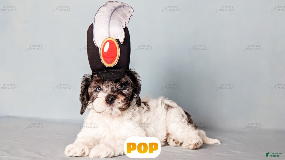 Cockapoo dogs for sale: Pop - Ad 3