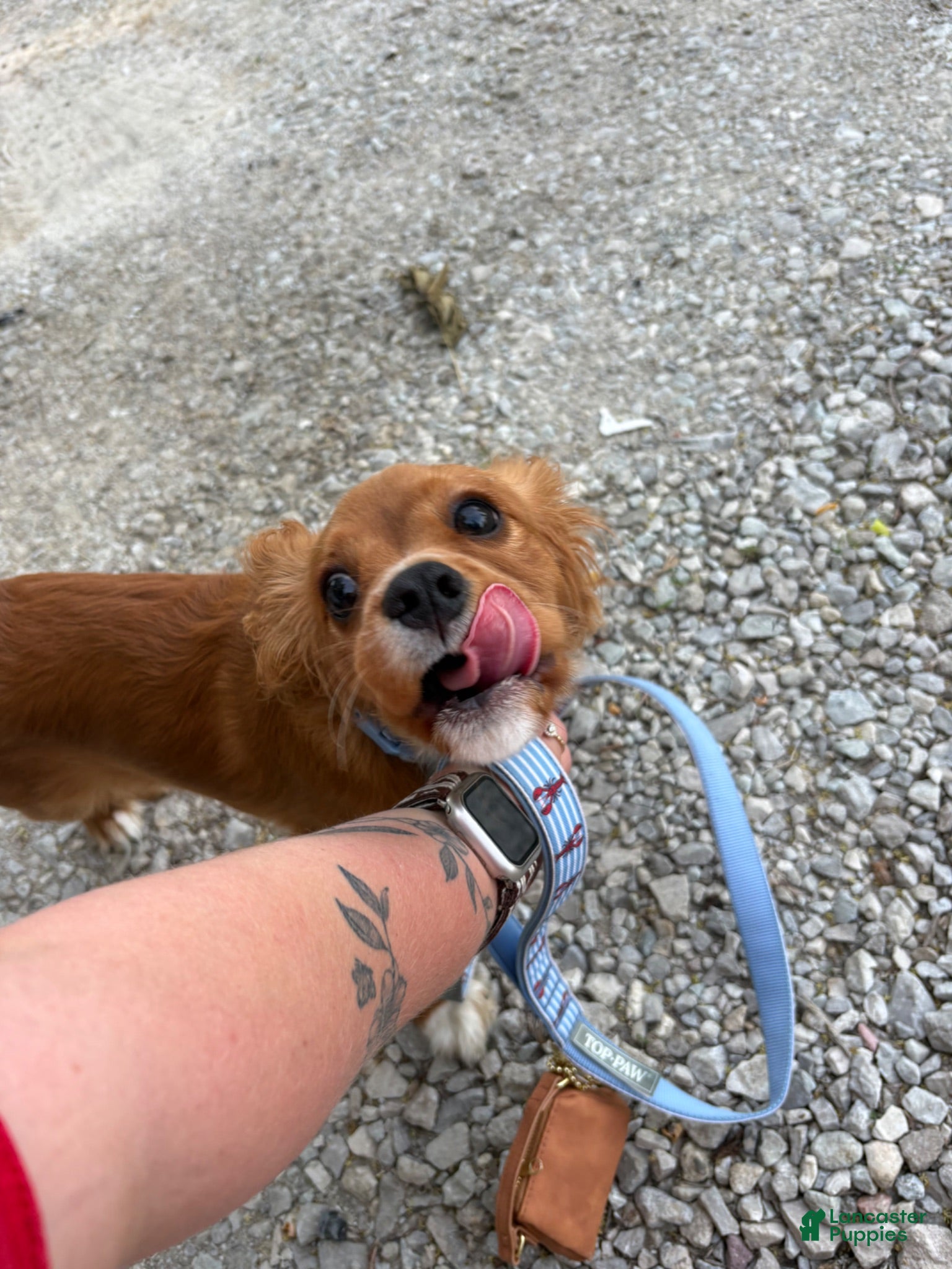Cavalier King Charles Spaniel dogs Rye - Ad 7