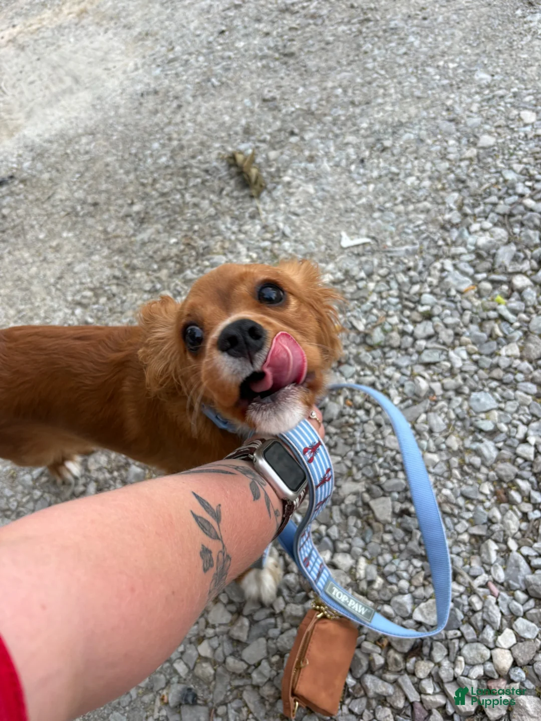 Cavalier King Charles Spaniel dogs for sale: Rye - Ad 1