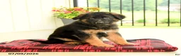 German Shepherd dogs for sale: Roselle - Ad 2