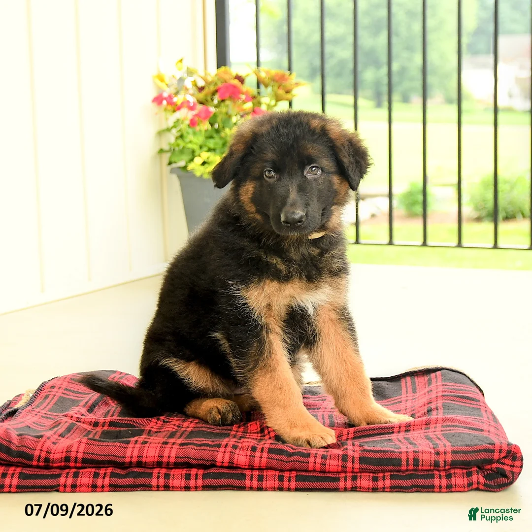 German Shepherd dogs for sale: Roselle - Ad 2