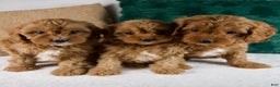 Cavapoo dogs for sale: Blake - Ad 10