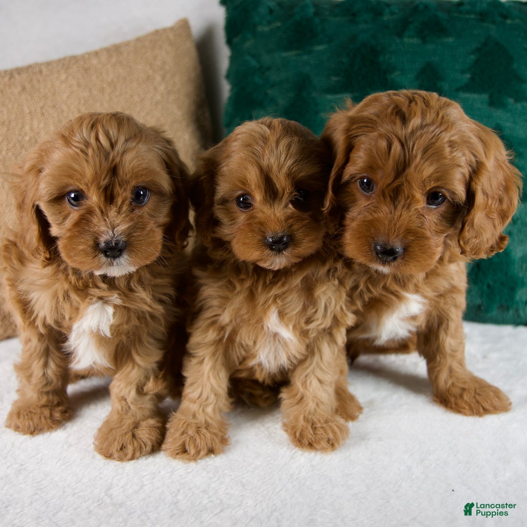 Cavapoo dogs for sale: Blake - Ad 10