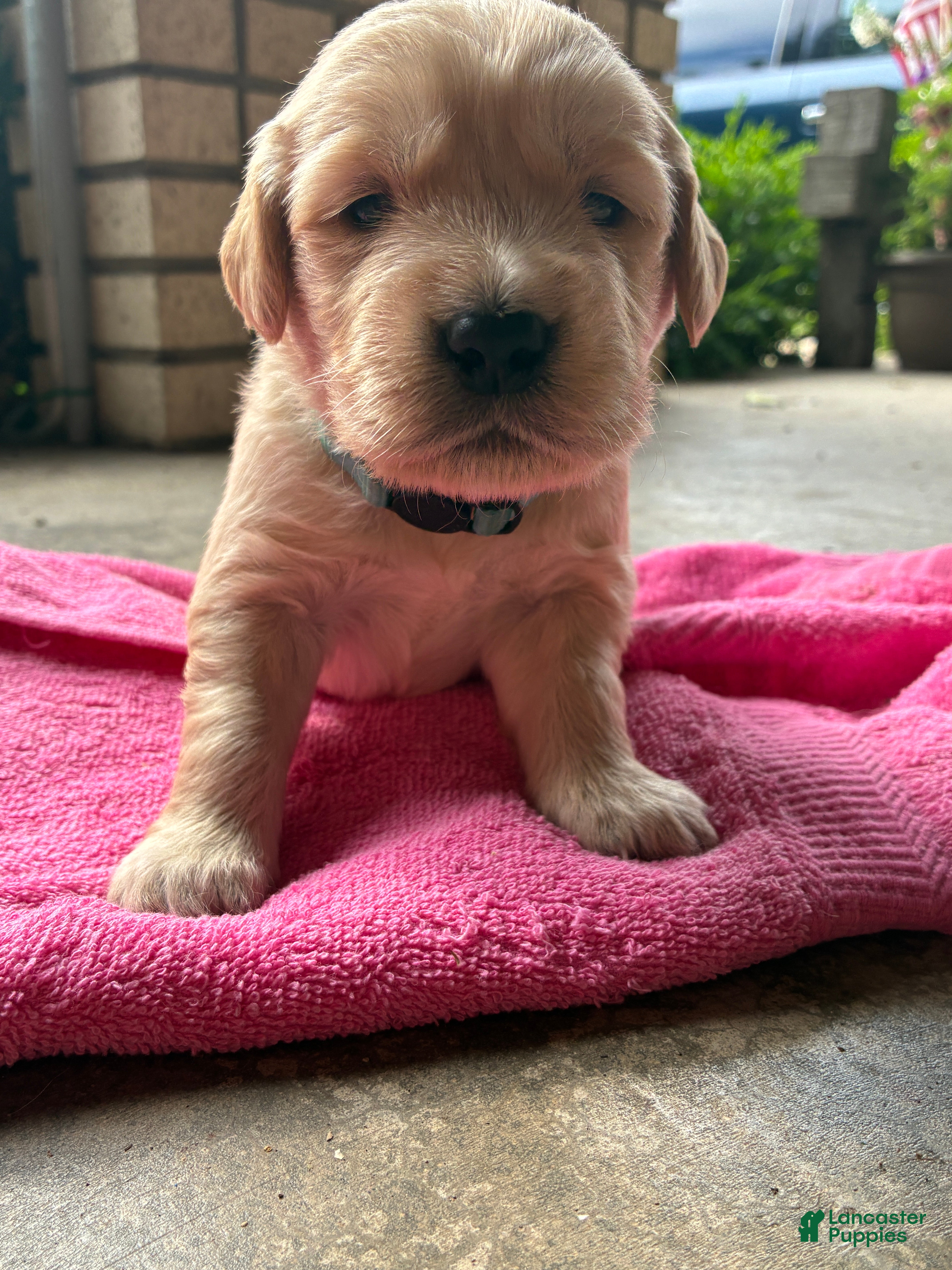 Golden Retriever dogs 8# Iceman - Ad 1