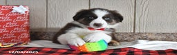 Australian Shepherd dogs for sale: Rudolph - Ad 2