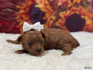 Toy Poodle dogs Molly - Ad 30
