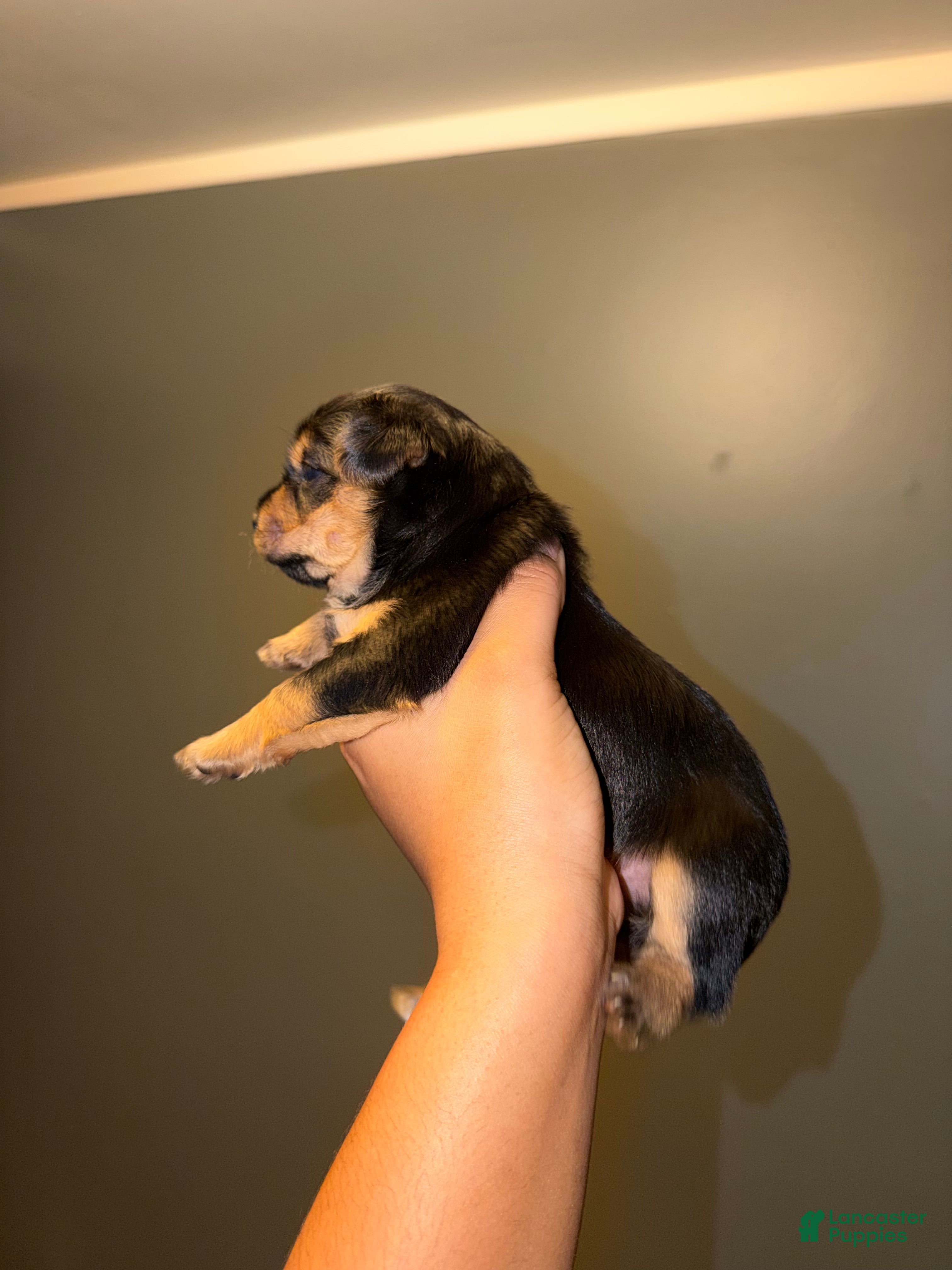 Yorkshire Terrier dogs Yorkshire Terrier Puppy 2 - Ad 2