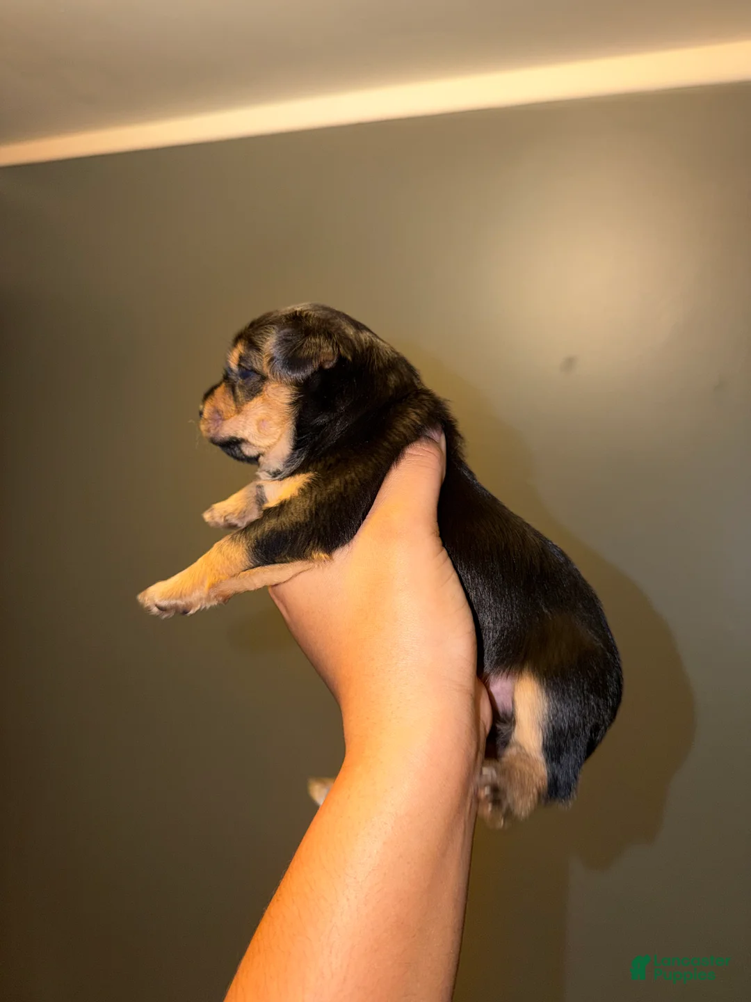 Yorkshire Terrier dogs for sale: Yorkshire Terrier Puppy 2 - Ad 2