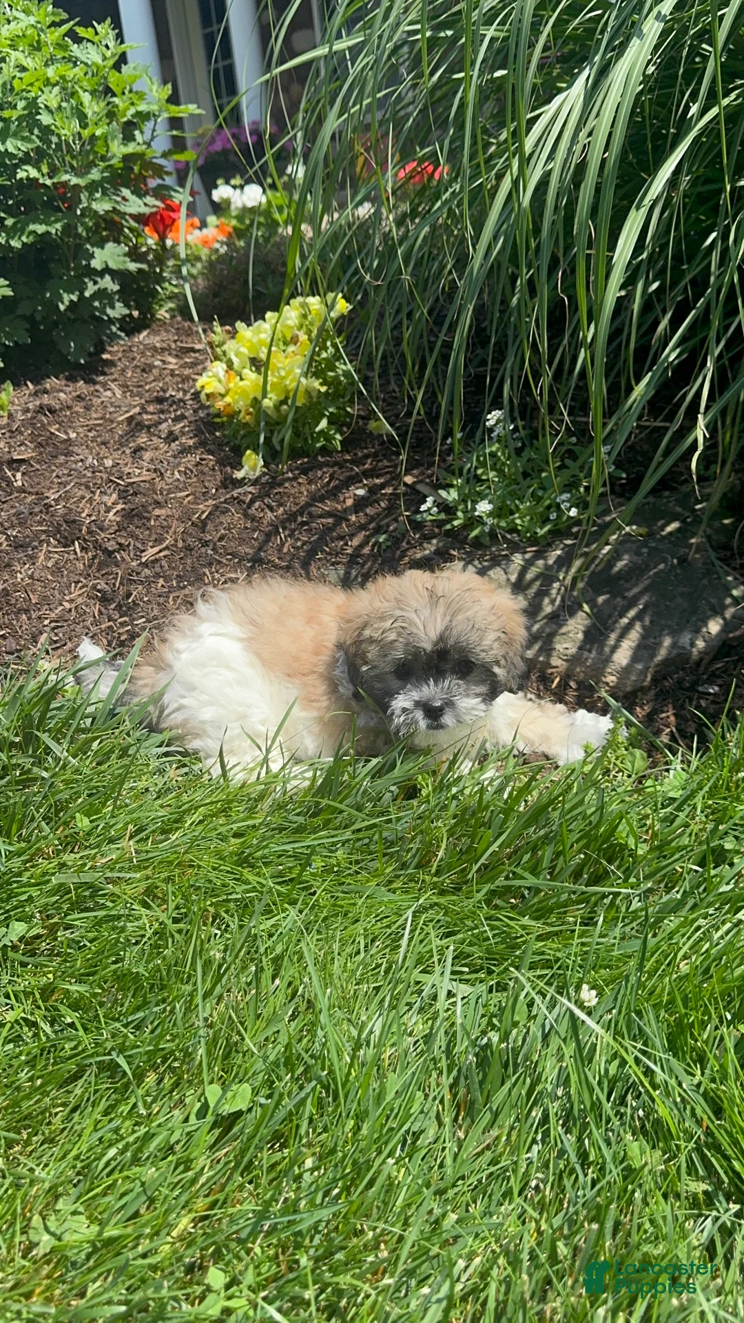 Teddy Bear dogs for sale: June  - Ad 2