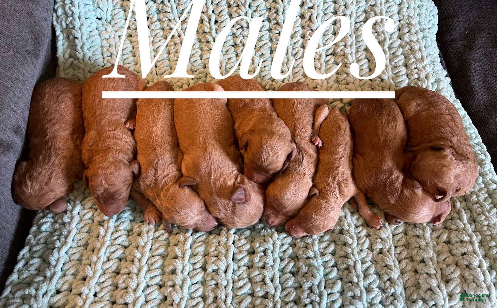 Goldendoodle dogs Goldendoodle Puppy 1 - Ad 14