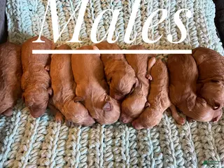 Goldendoodle dogs Goldendoodle Puppy 1 - Ad 14