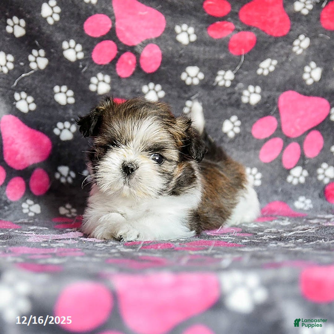 Shih Tzu dogs for sale: Snoopy - Ad 4