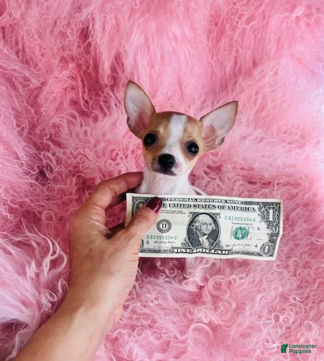 Chihuahua dogs for sale: Chihuahua Puppy 1 - Ad 4