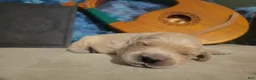 Golden Retriever dogs for sale: Galadriel, Champion Sired - Ad 12