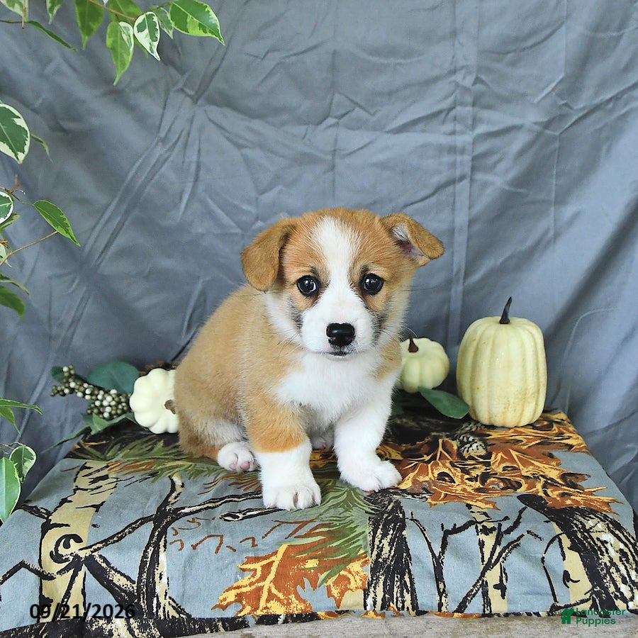 Welsh Corgi Pembroke dogs Asher - Ad 2