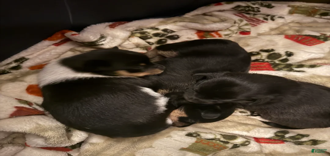 Gallery Image {{count}}