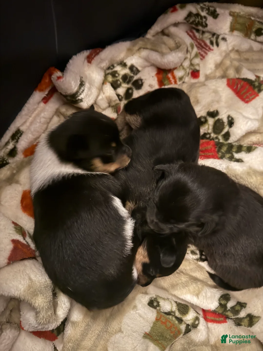 Gallery Image {{count}}