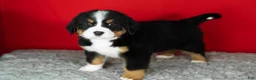 Bernese Mountain Dog dogs for sale: Bernie - Ad 4