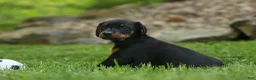 Doberman Pinscher dogs for sale: Duke (Black Rust)🐶🤎✨ - Ad 10