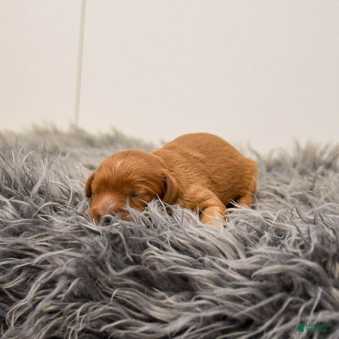 Cavapoo dogs for sale: Mighty - Ad 3